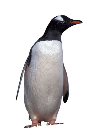 Emperor penguin isolated on white with clipping pathの写真素材