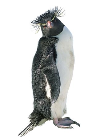 Macaroni penguin isolated over white, Antarcticaの写真素材