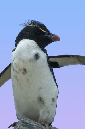 Macaroni penguin standing on big stone, Antarcticaの写真素材