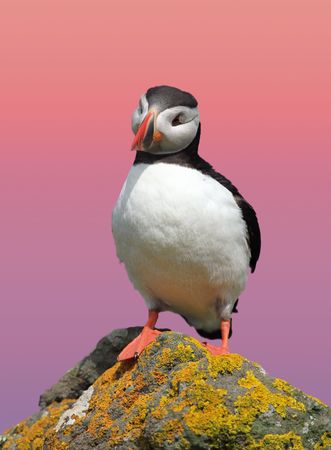 Puffin in coastline of Scotland islandの写真素材