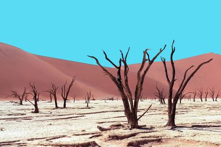 Died trees on Namib desert, Sossuslvei, Namibiaの写真素材