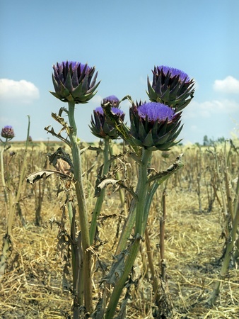 Purple field flowersの写真素材