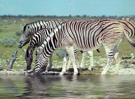 Zebras on waterhole in hot dayの写真素材