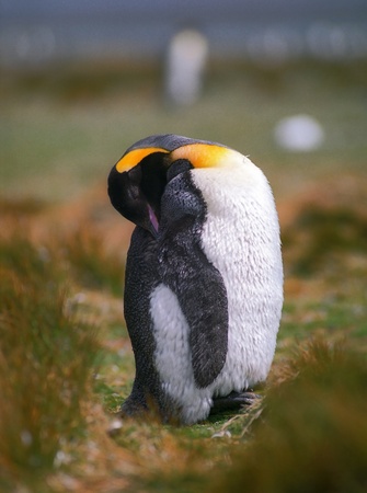 Chick emperor penguin sleeping in grass on Falkland islandsの写真素材