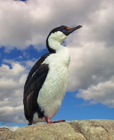 Blue-eyed cormorant on the stone in Antarcticaの写真素材