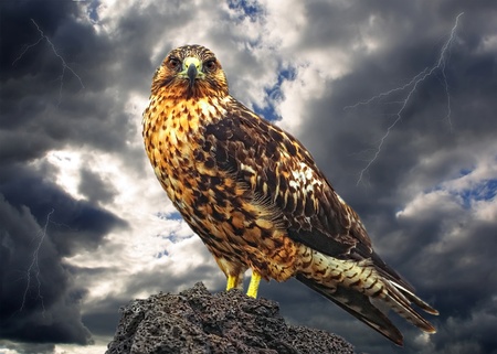 Galapagos eagle under dark skyの写真素材