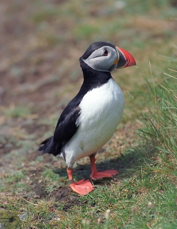 Puffin in coastline of Scotland islandの写真素材