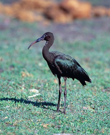 Glossy Ibis in south arican savannahの写真素材