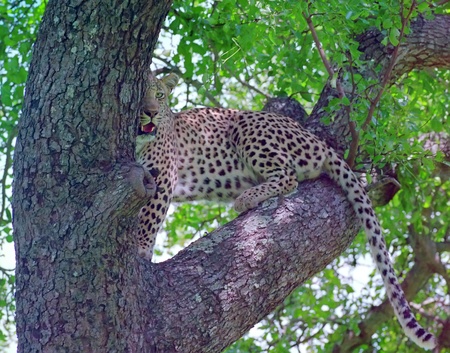 Leopard on the branch looking aroundの写真素材
