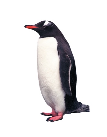 Gentoo penguin isolated on white with の写真素材