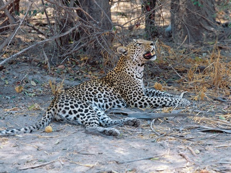 Young leopard on the ground looking aroudの写真素材