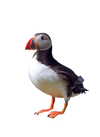 Funny puffin isolated over whiteの写真素材