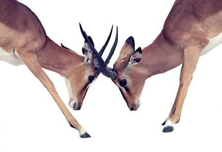 Two fighting antelopeの写真素材