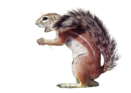 Isolated sand squirrelの写真素材