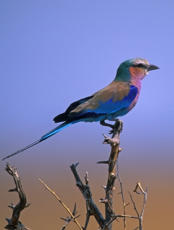 Lilac-breasted Roller  Coracias caudata  in Kruger National Park South Africaの写真素材