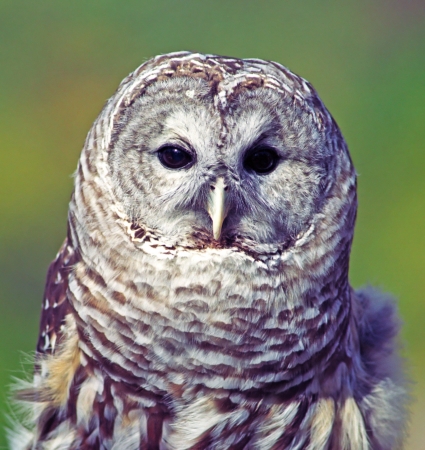 Grey owl Strix nebulosa portrait lateralの写真素材