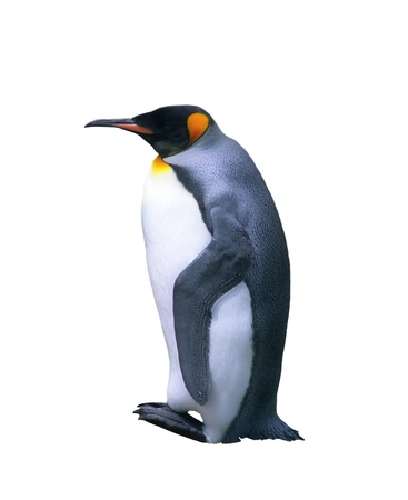 Emperor penguin isolated over white の写真素材