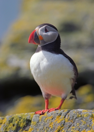 Puffin in coastline of Scotland islandの写真素材