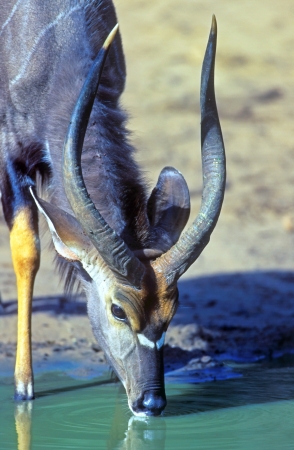 Kudu on waterhole in national park of South Africaの写真素材