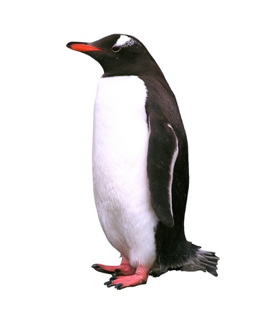 Gentoo penguin isolated over white の写真素材