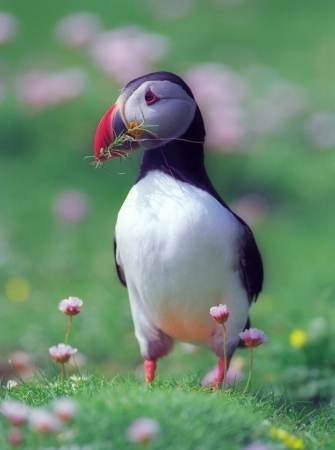 Puffin in coastline of Scotland islandの写真素材