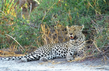 Leopard in Okovango delta Botswanaの写真素材