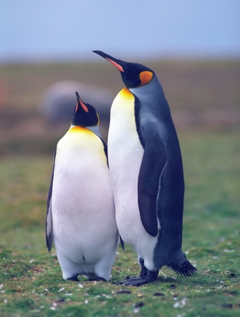 Two king penguins in the grass area in summer day Falkland islandsの写真素材