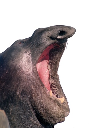 Portrait sea elephant with extremely open mouth isolated over whiteの写真素材