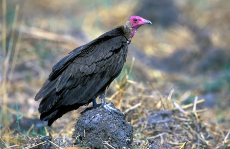 Red-headed Vulture on the ground in african savannahの写真素材