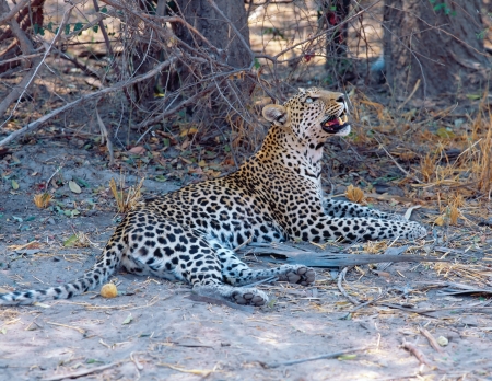 Young leopard on the ground looking aroudの写真素材