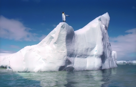 King penguin on melting iceberg Antacticaの写真素材