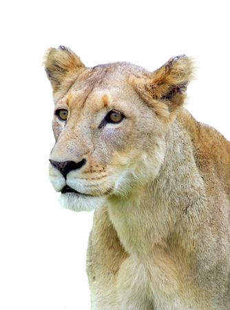 African lioness isolated over whiteの写真素材