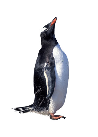 Gentoo penguin isolated over whiteの写真素材