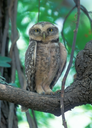 Small owl with yellow eyes on branch treeの写真素材