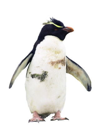 Macaroni penguin isolated over white の写真素材
