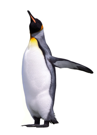 Isolated emperor penguin isolated over white の写真素材