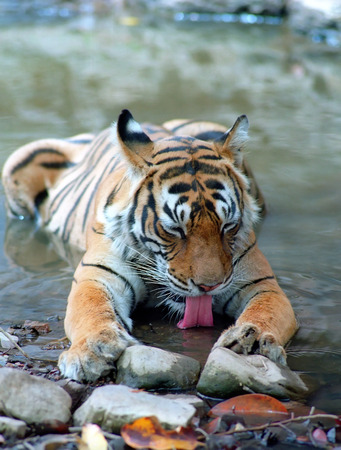 Bengal tiger drinking water in small pondの写真素材