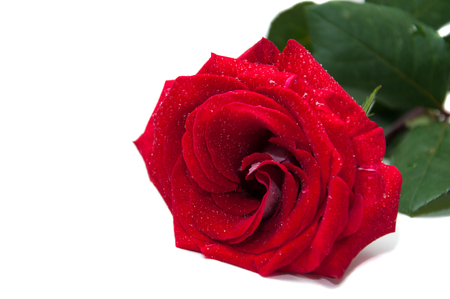 red rose with green leavesの写真素材