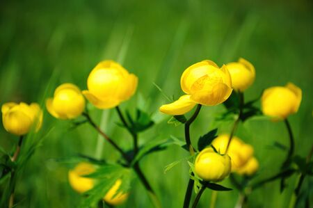 bathing yellow flowers with green grass in summerの写真素材
