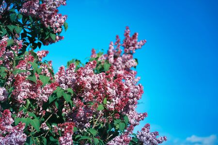 Lilac flowers on a background of blue sky. Summer dayの写真素材