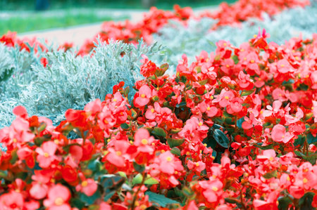 Bright red and scarlet flowers in the flowerbed. On a summer day.の写真素材