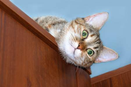 A cat with surprised eyes looks out of the closet.の写真素材