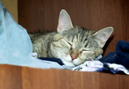 The gray tabby cat lies on the clothes in the closet. The green-eyed cat is resting.の写真素材