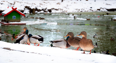 Ducks swim on the pond in winter. City pond in January.の写真素材