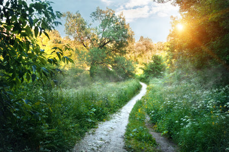 forest road on an early sunny summer morning with sunbeams shining through the foliageの写真素材