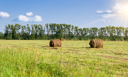 Harvesting hay bales on a sunny summer day.