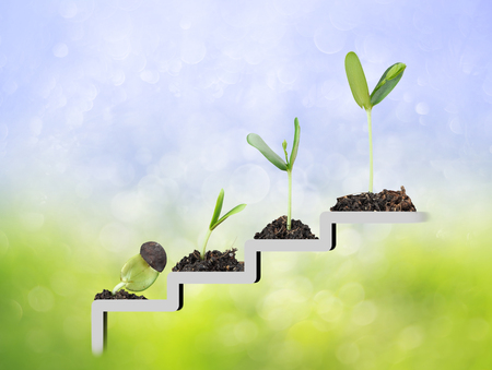 Plant on staircase , growth , development concept Plant on staircase , growth , development concept