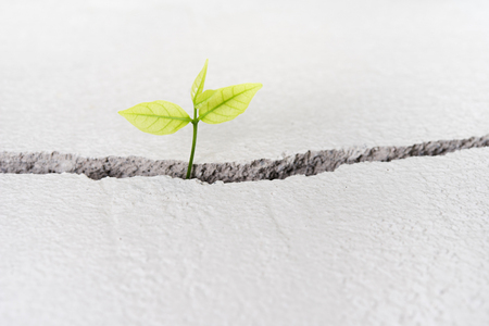 Beautiful small tree plant grow on cracked street , new life growth ecology development business financial conceptの写真素材