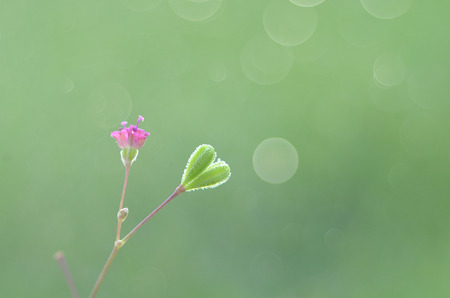 Close up small flower heart shape in natureの写真素材