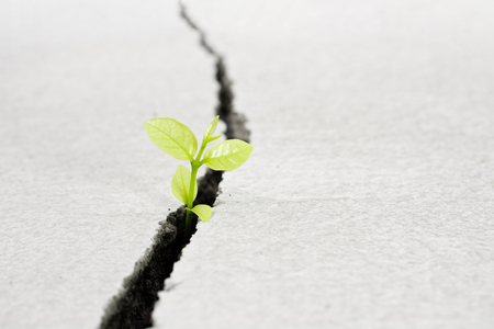 Beautiful small  tree plant grow on cracked street  , new life growth ecology development business conceptの写真素材
